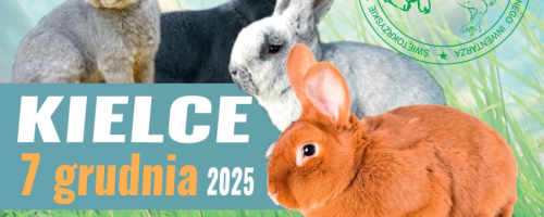 I Świętokrzyskie Święto Królika w Kielcach